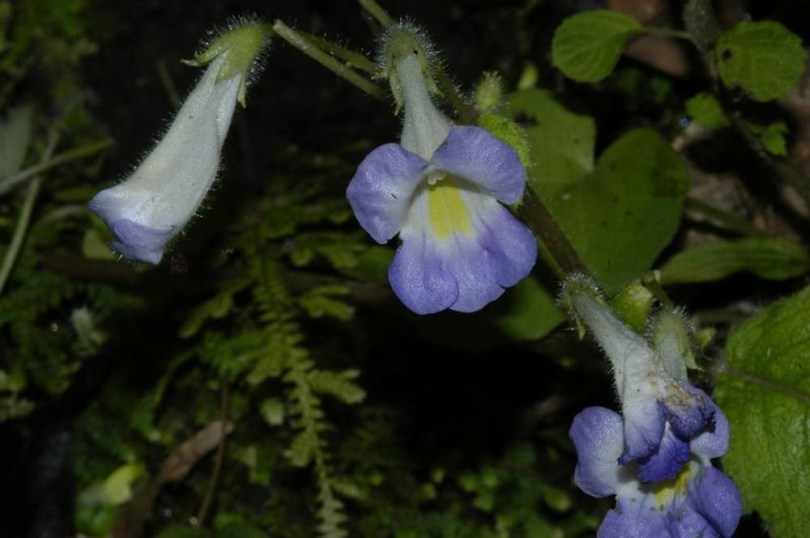 Törpe Chirita, Henckelia pumila, virág